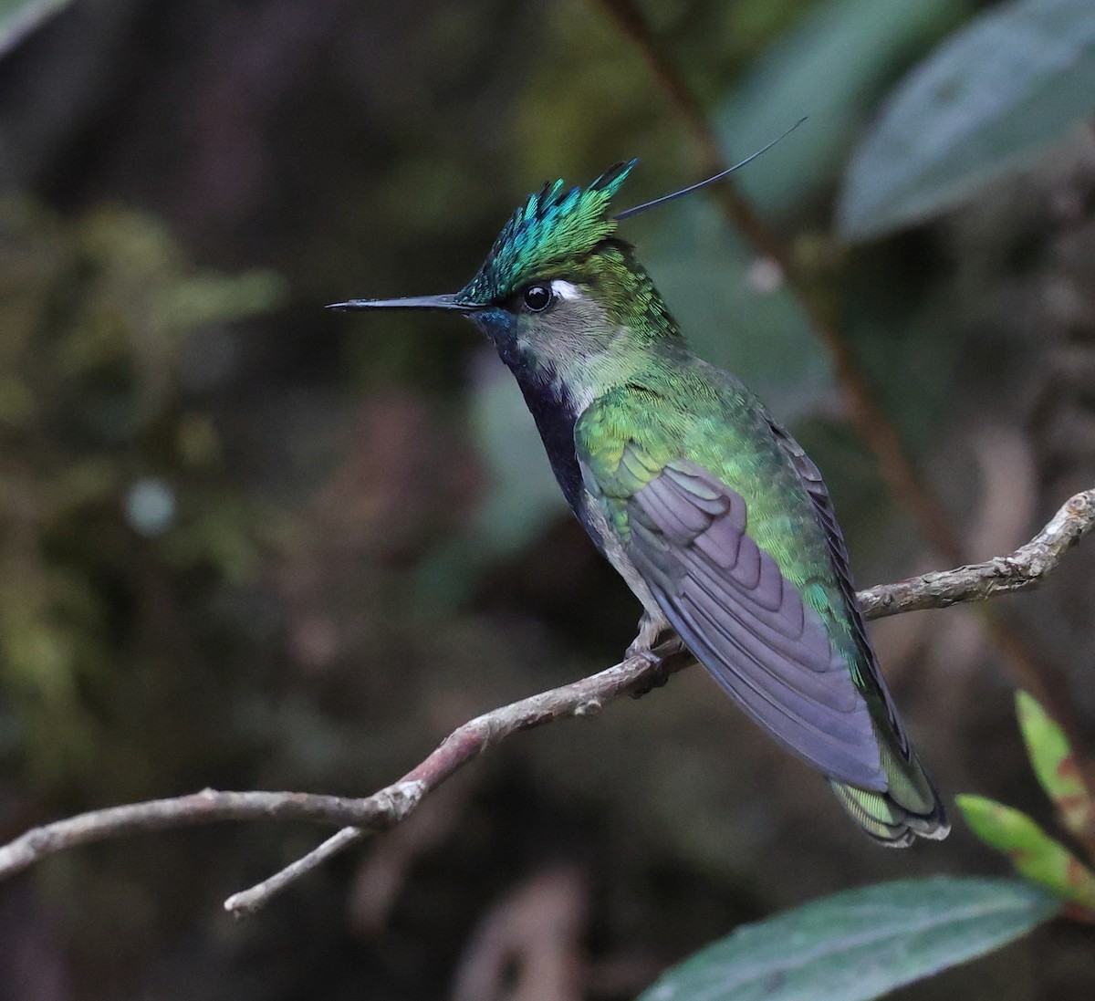 Green-crowned Plovercrest - ML646595412