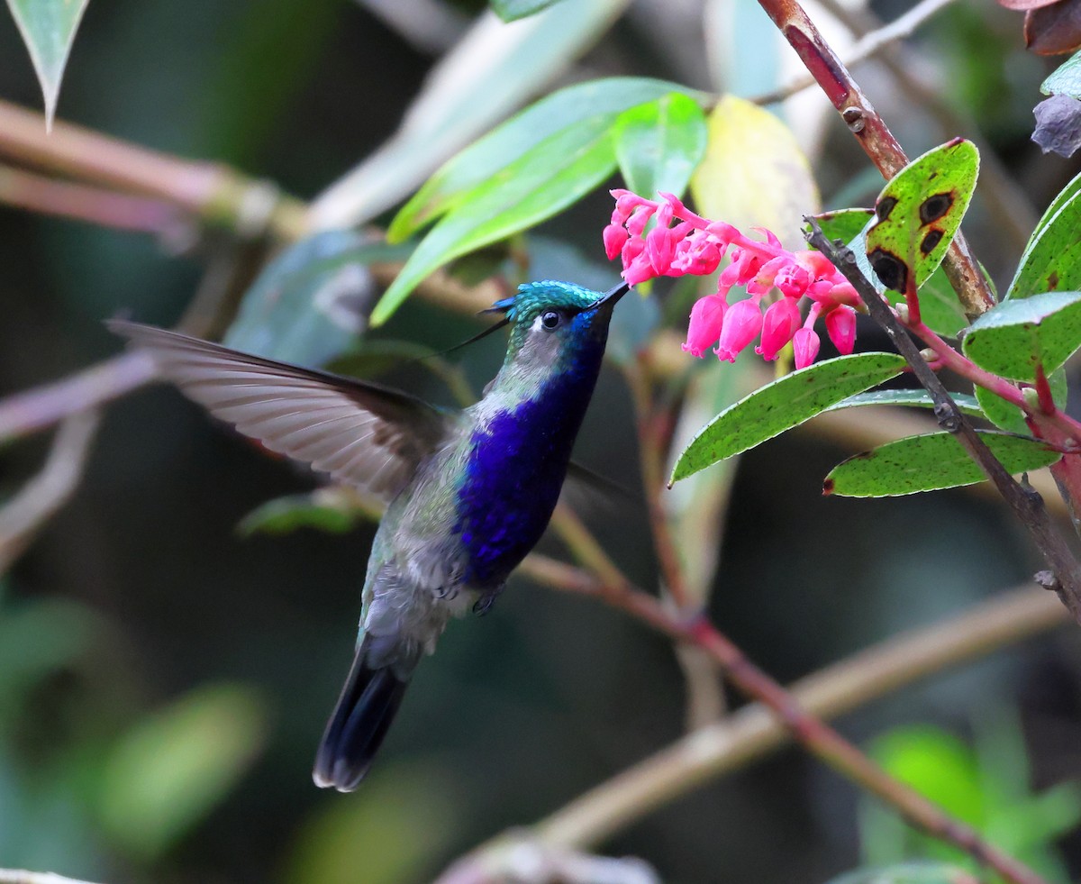 Green-crowned Plovercrest - ML646595413