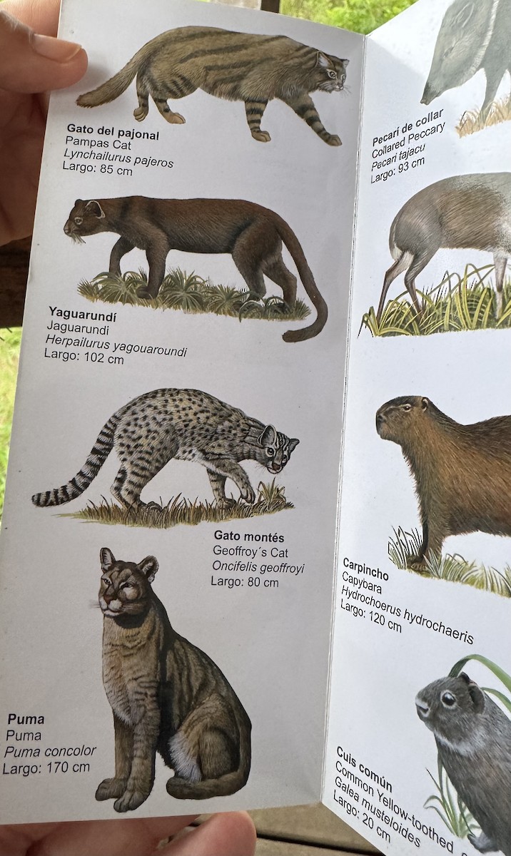 Hayvanlar - ML646595416