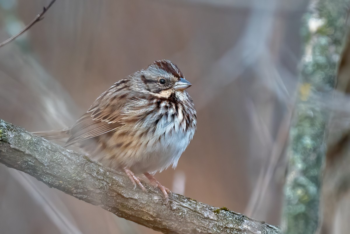 Певчая овсянка - ML646595417