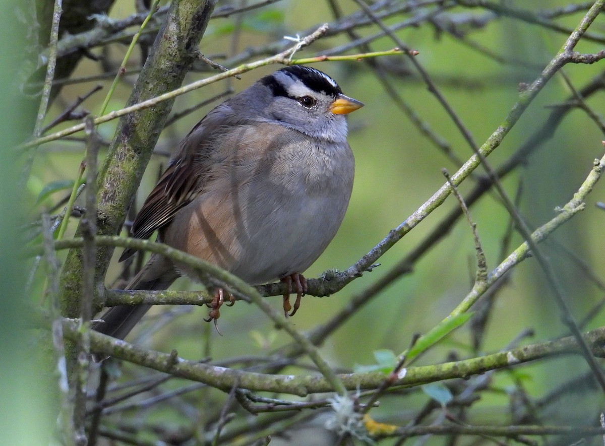 White-crowned Sparrow (Yellow-billed) - ML646595421