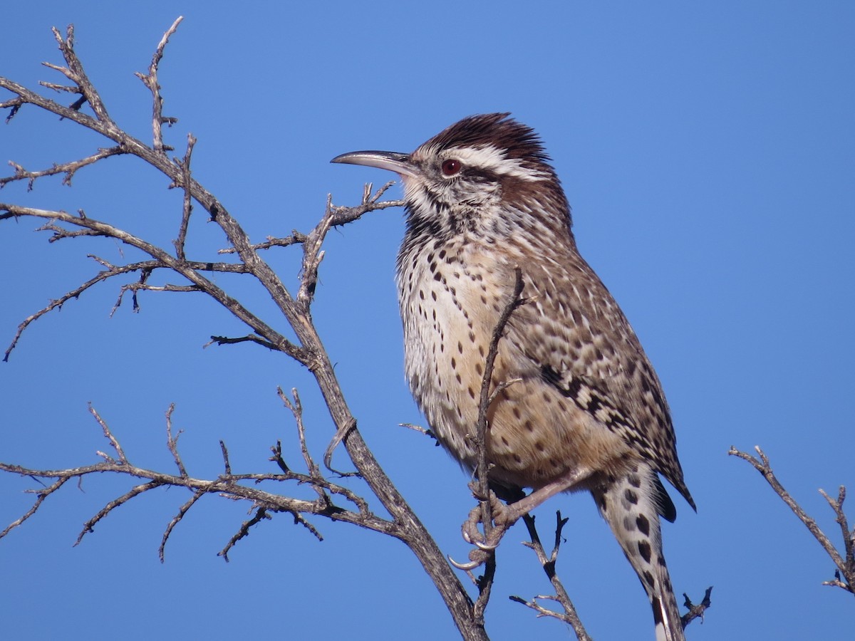 Cactus Wren - ML646595422