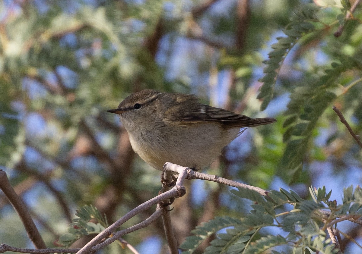 淡眉柳鶯 - ML646595423