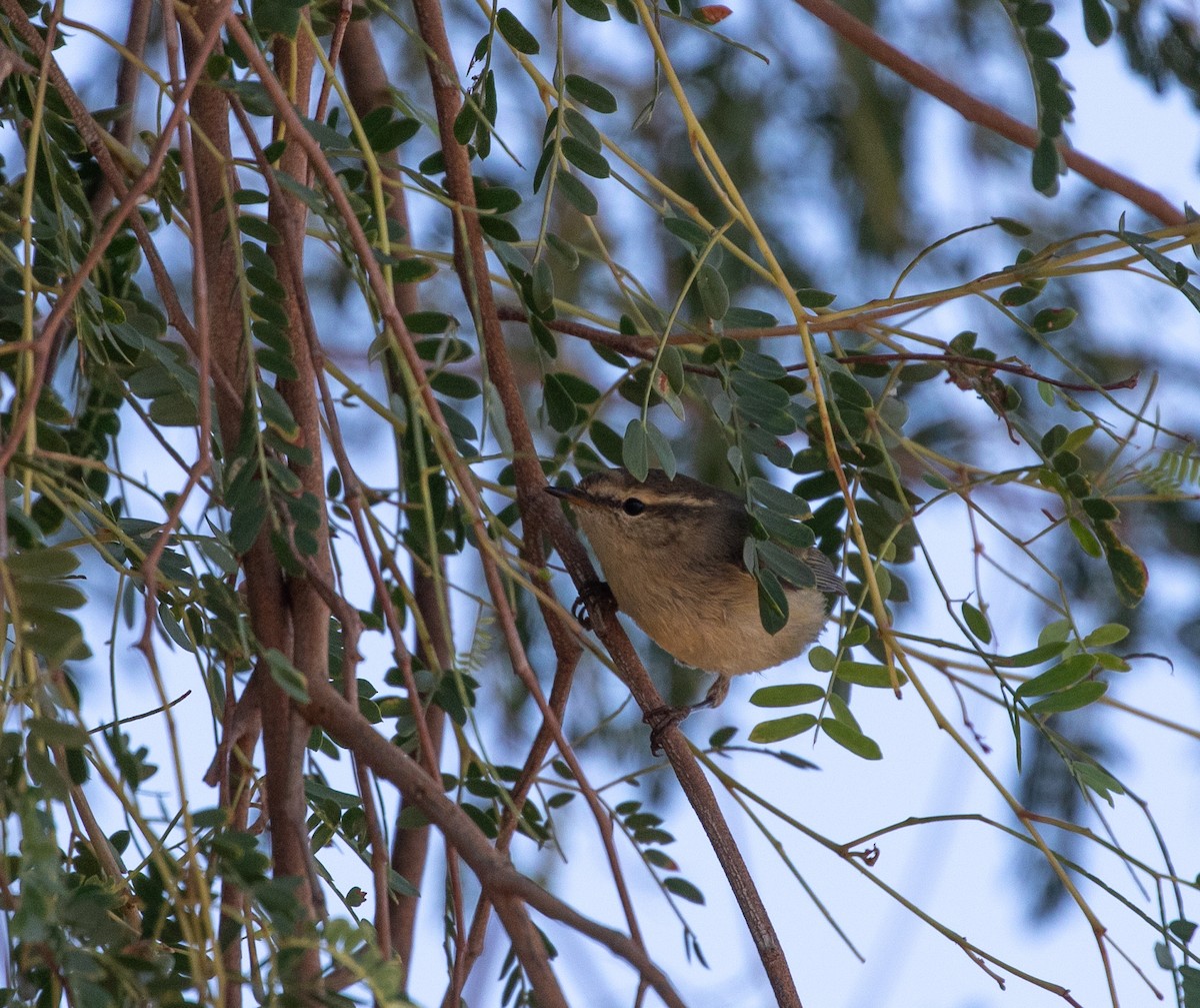 淡眉柳鶯 - ML646595424