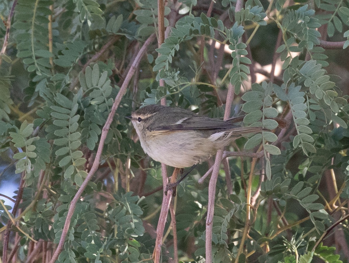 淡眉柳鶯 - ML646595425