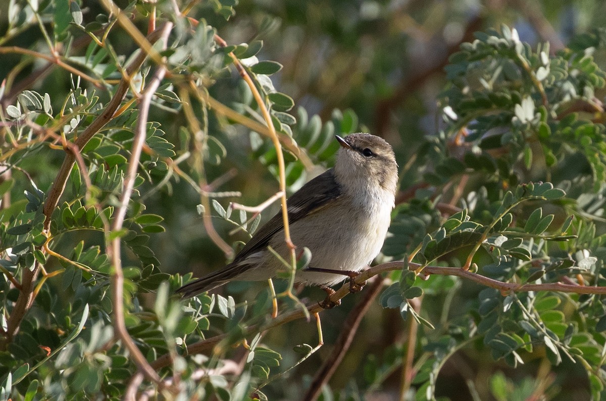淡眉柳鶯 - ML646595426