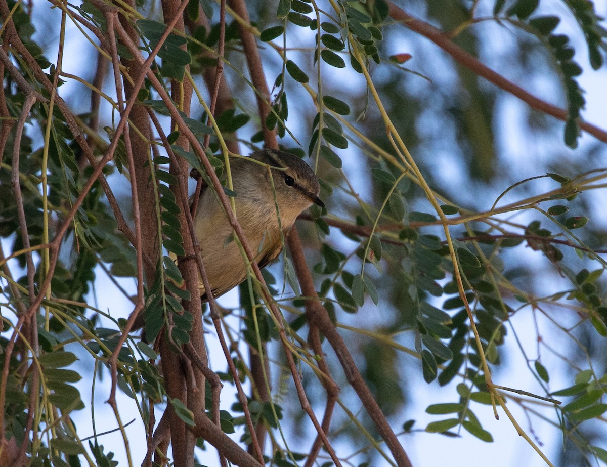 淡眉柳鶯 - ML646595427