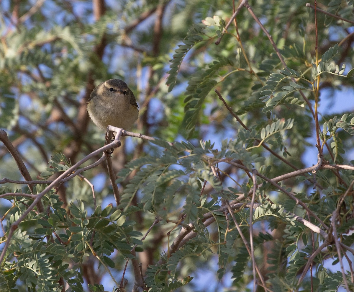 淡眉柳鶯 - ML646595428