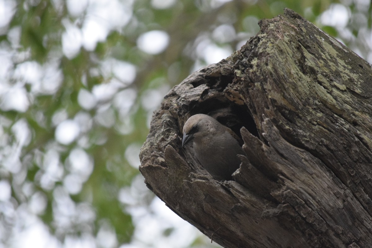 Grayish Baywing - ML646595430