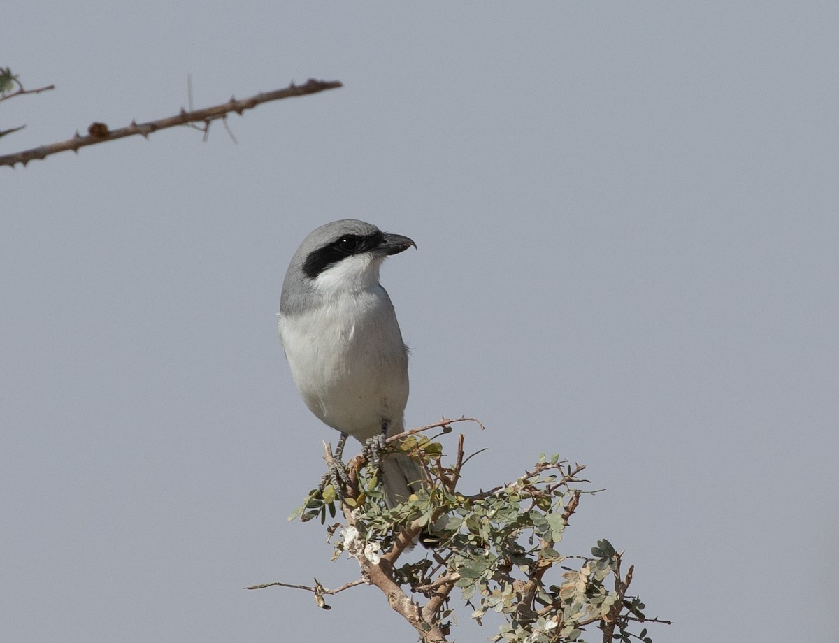 西方灰伯勞(aucheri/buryi) - ML646595431