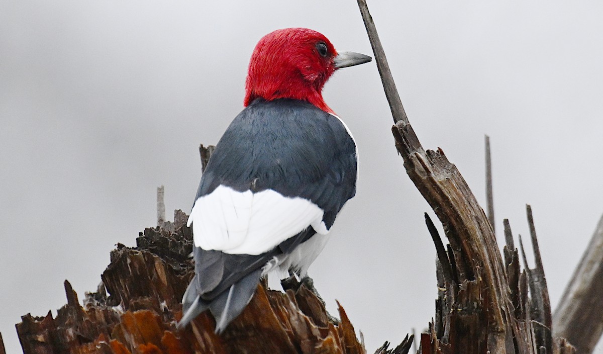 Red-headed Woodpecker - ML646595433