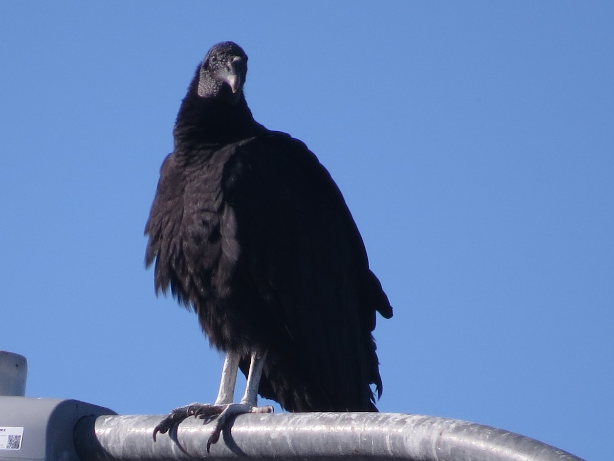 Black Vulture - ML646595434