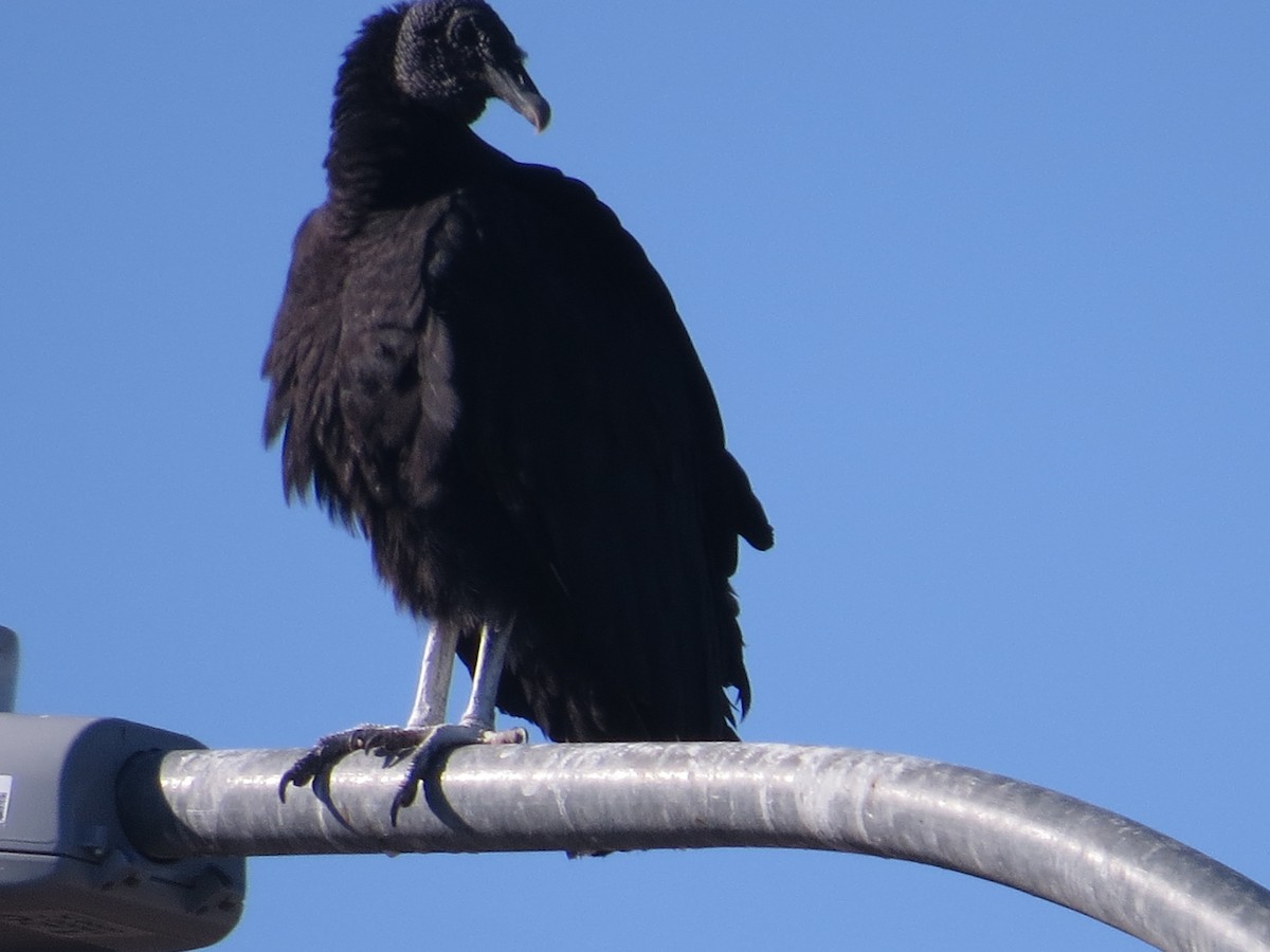 Black Vulture - ML646595435