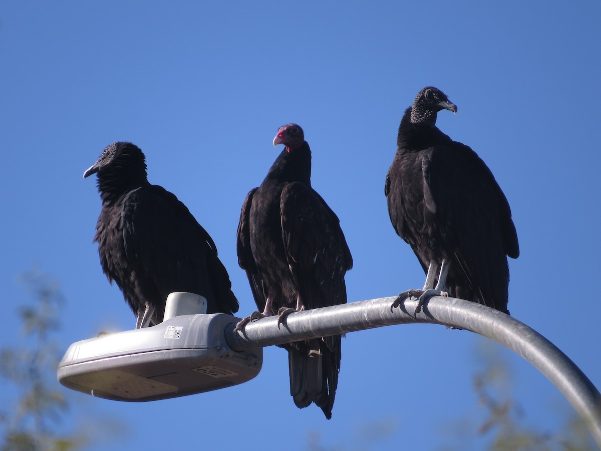 Black Vulture - ML646595436