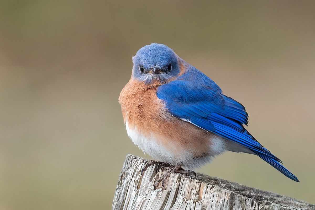 Azulejo Oriental - ML646595440