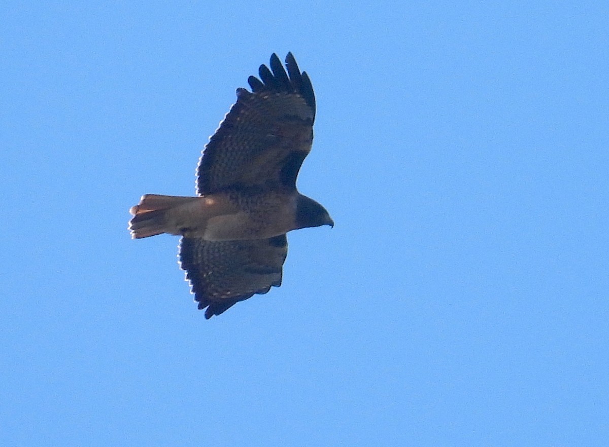 Red-tailed Hawk (calurus/alascensis) - ML646595445