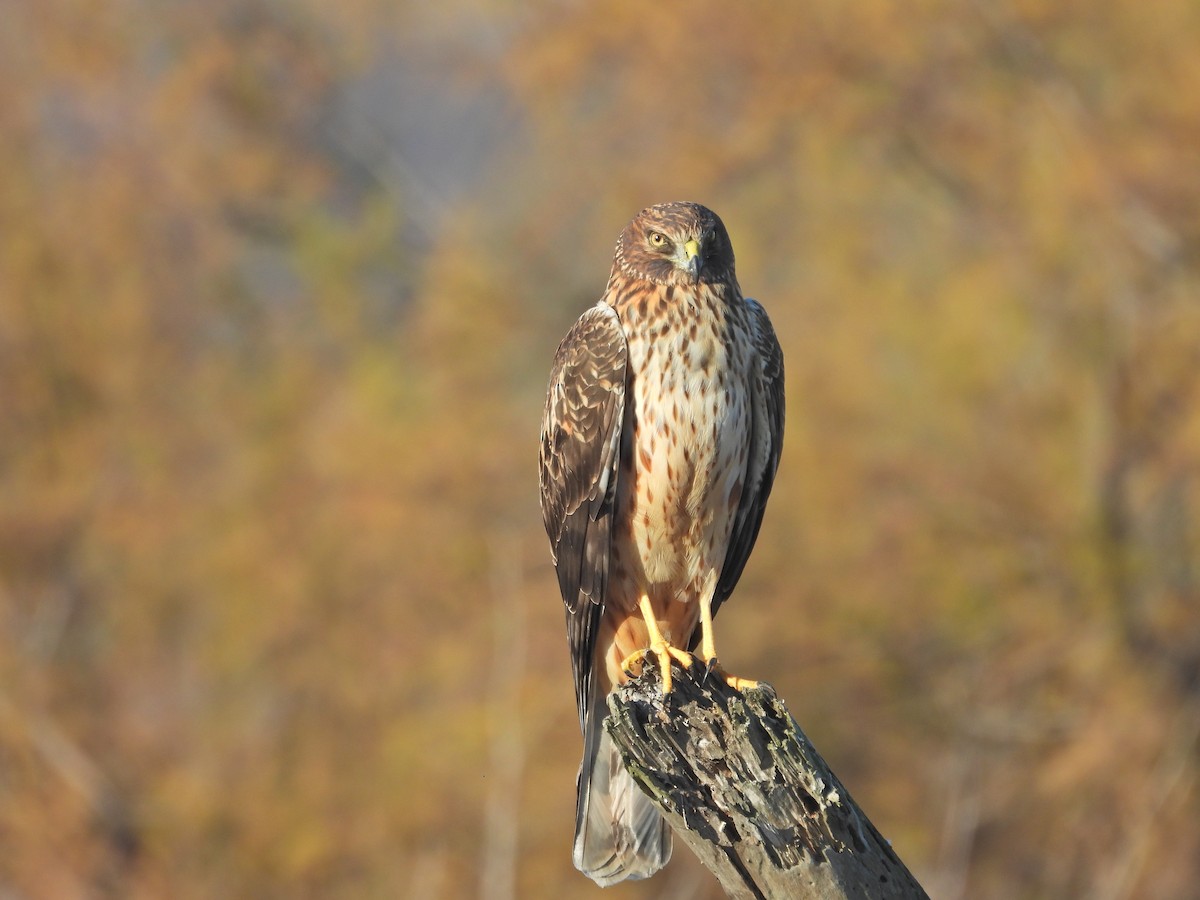 Американский лунь - ML646595446