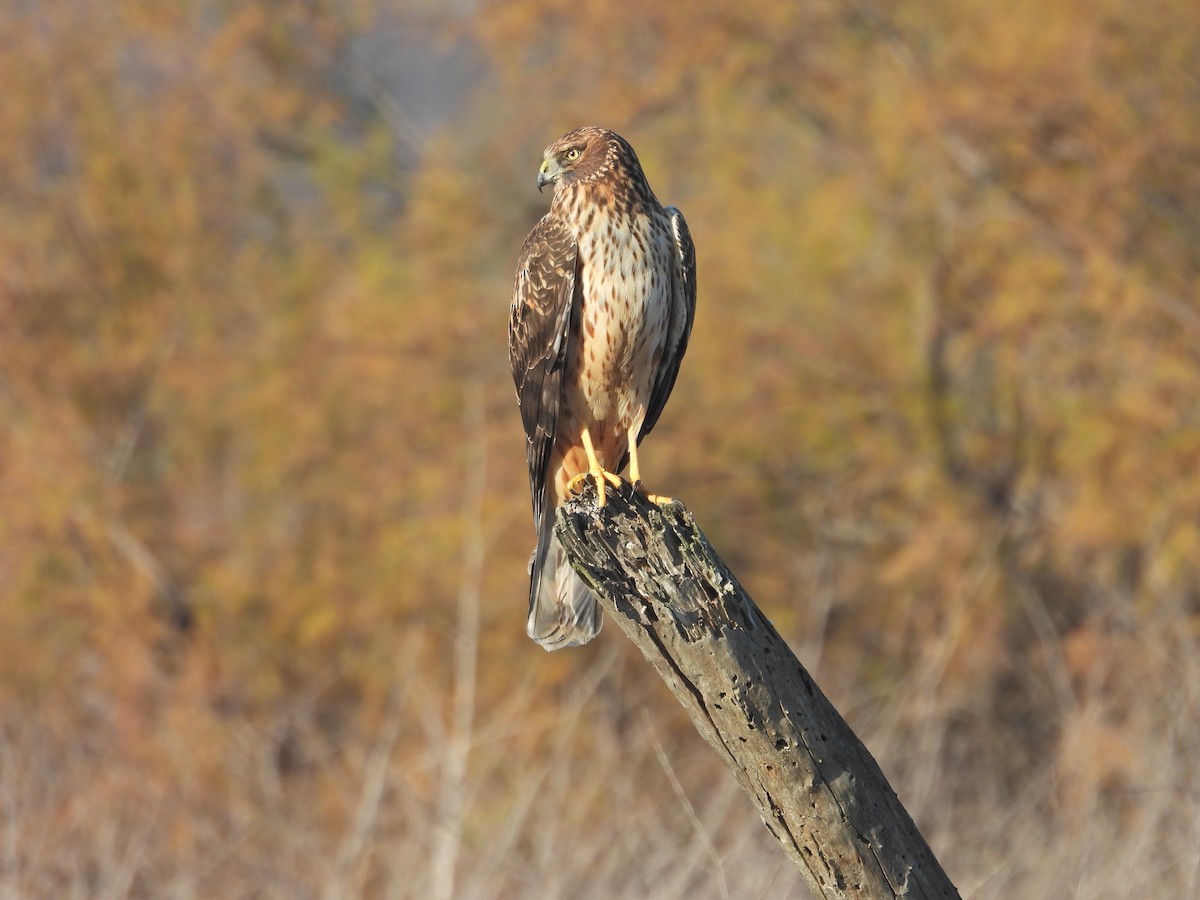 Американский лунь - ML646595447