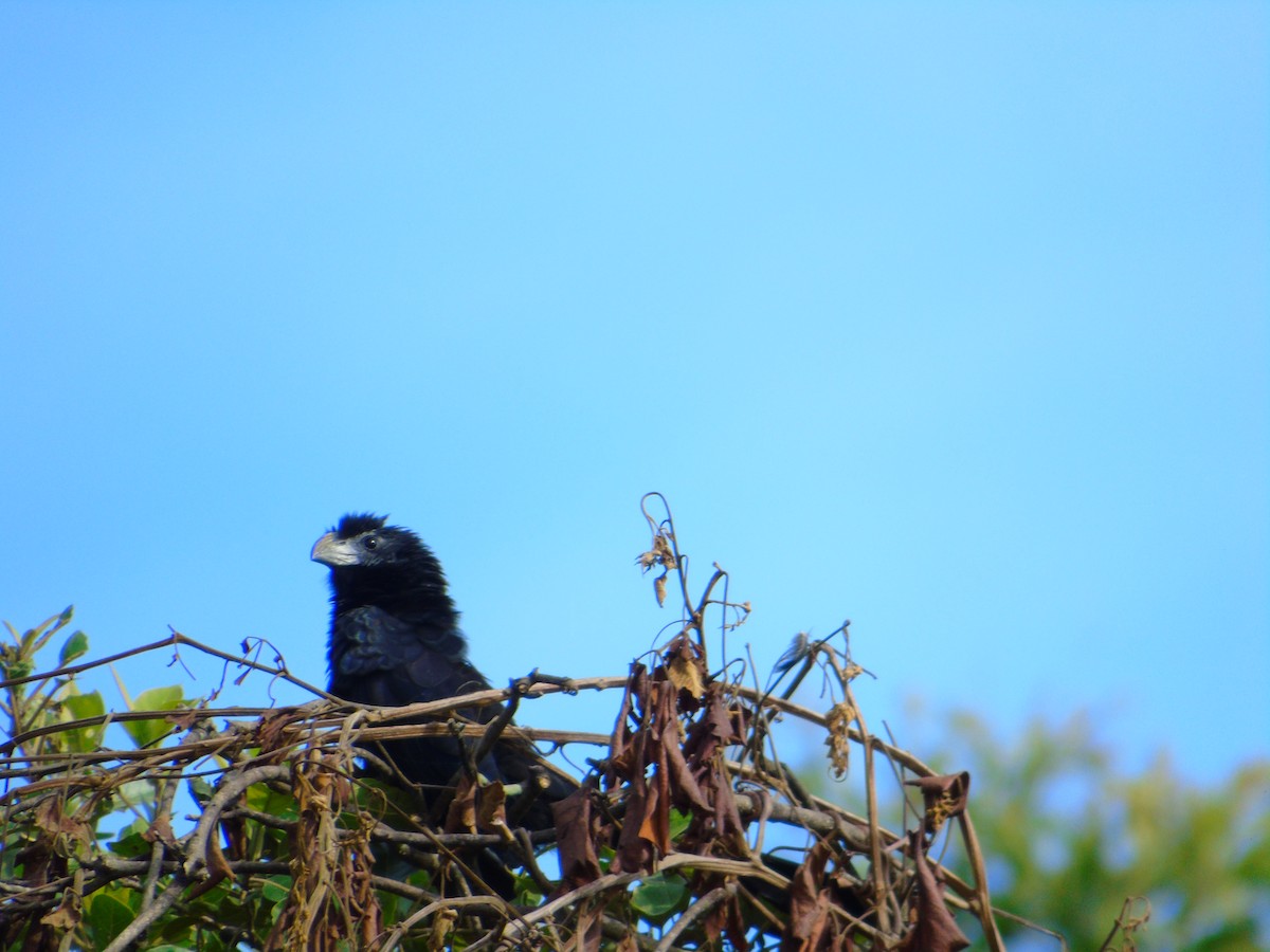 Groove-billed Ani - ML646595448