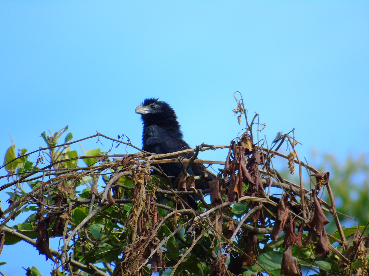 Groove-billed Ani - ML646595449