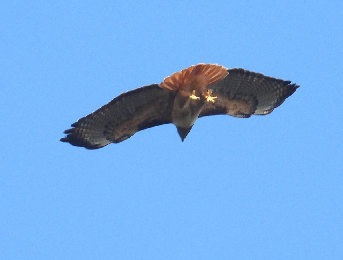 Red-tailed Hawk (calurus/alascensis) - ML646595450