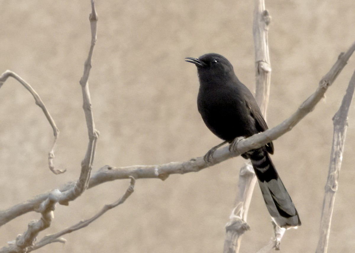 Black Scrub-Robin - ML646595451