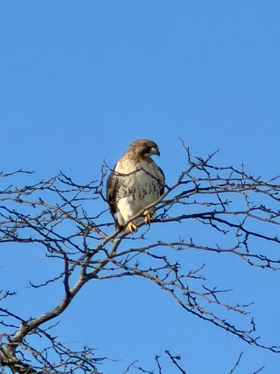 Red-tailed Hawk - ML646595454