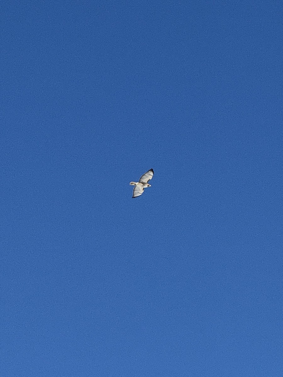 Red-tailed Hawk - ML646595455