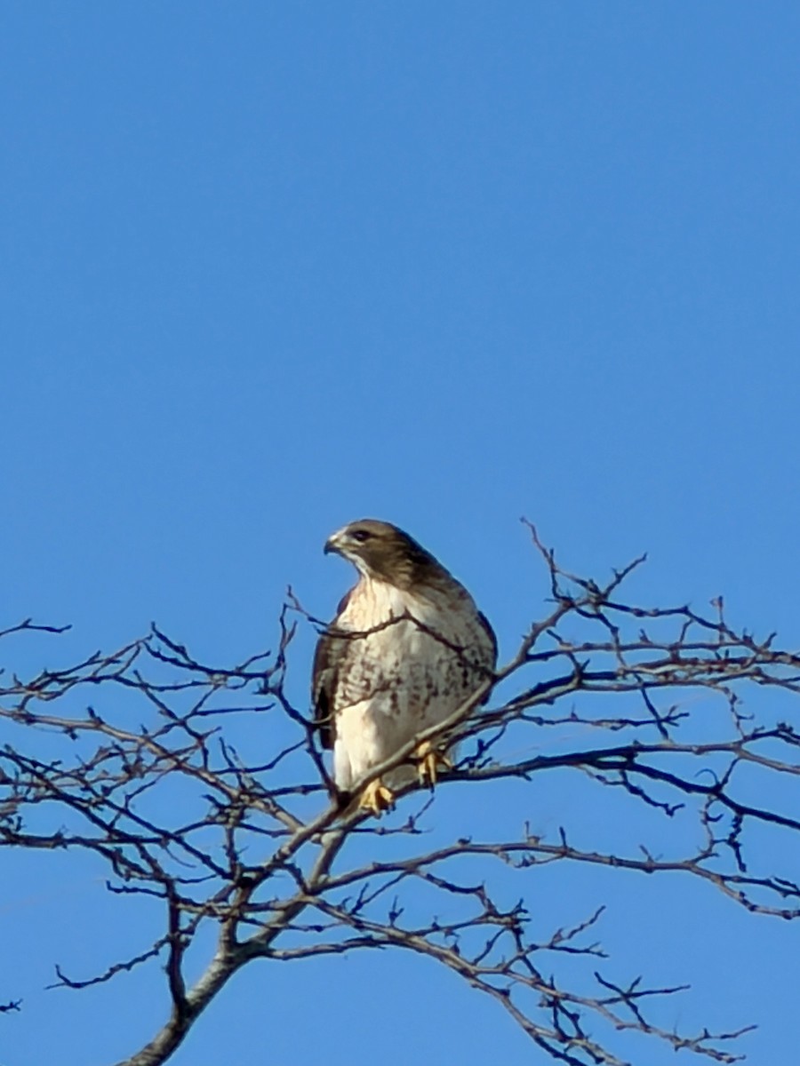Red-tailed Hawk - ML646595456