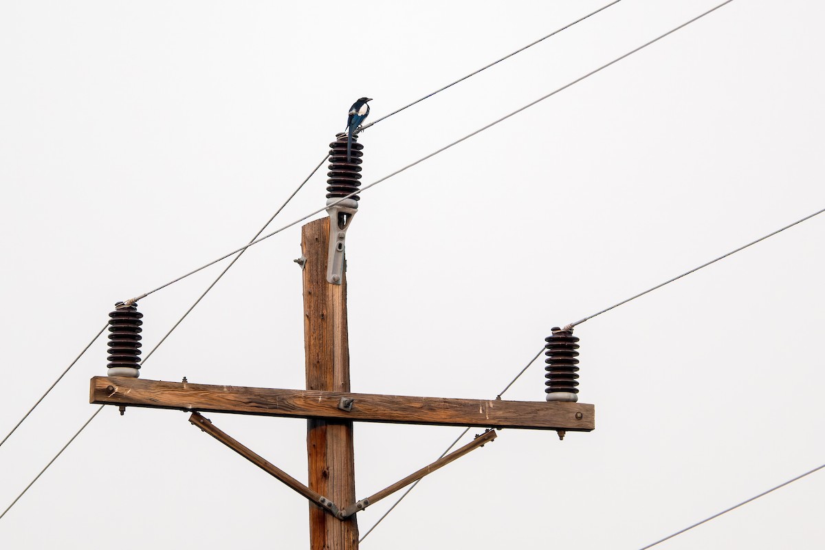 straka americká - ML646595458