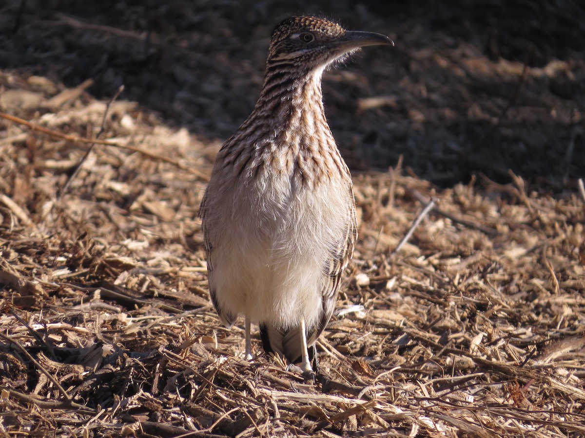 Greater Roadrunner - ML646595459