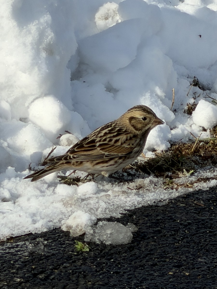 Lapland Longspur - ML646595463