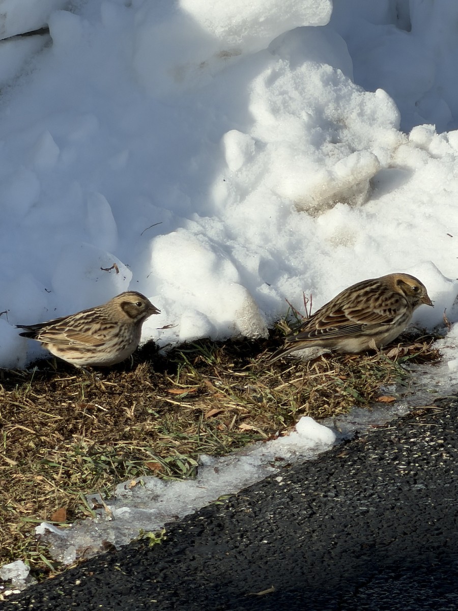 Lapland Longspur - ML646595464
