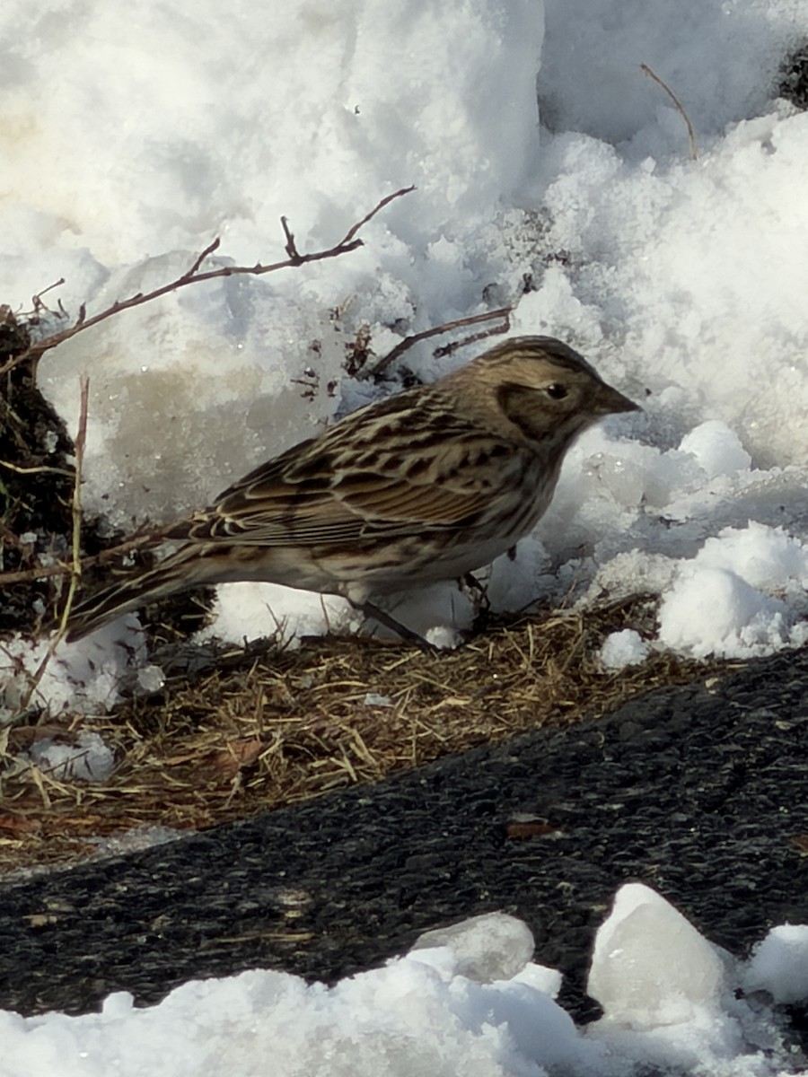 Lapland Longspur - ML646595466