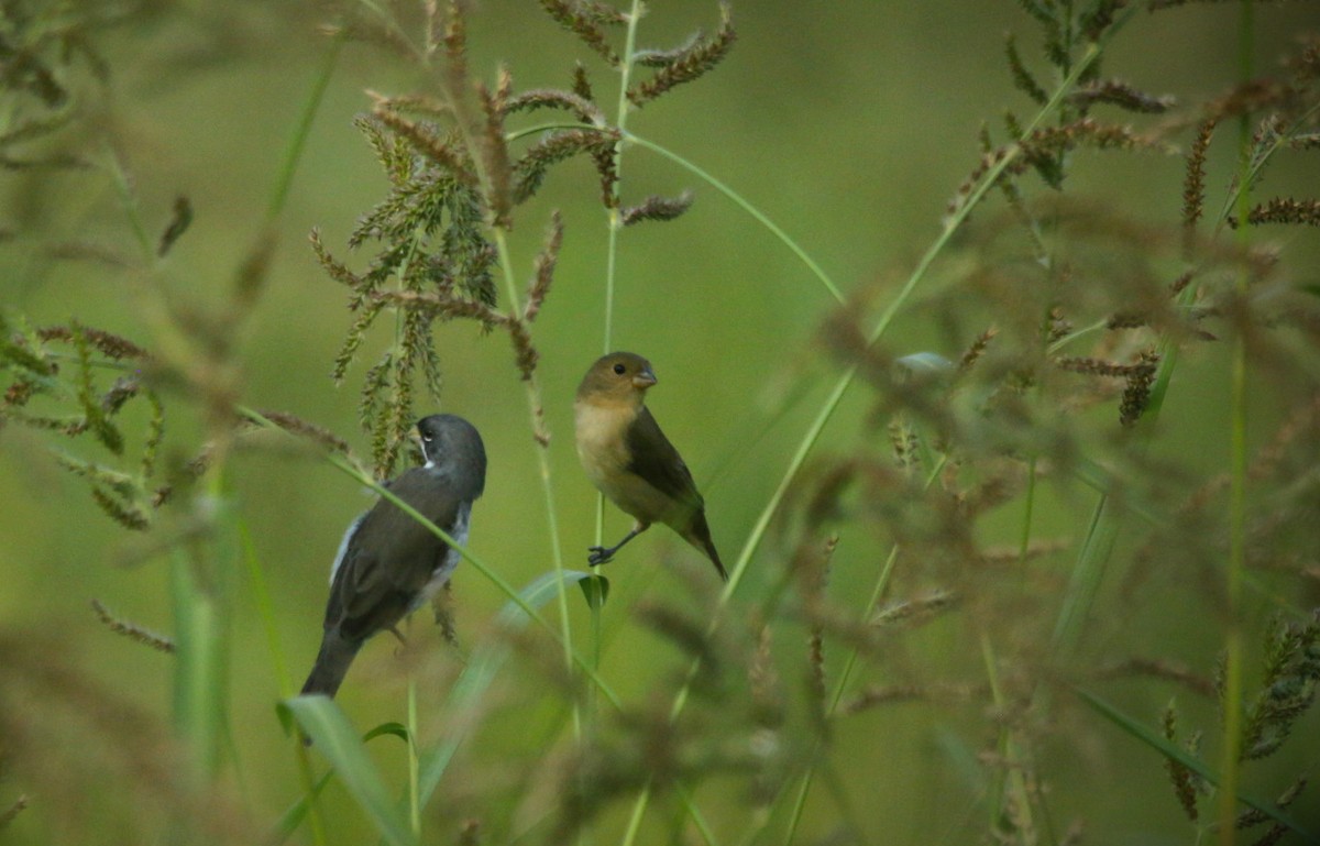 フタスジヒメウソ - ML646595467