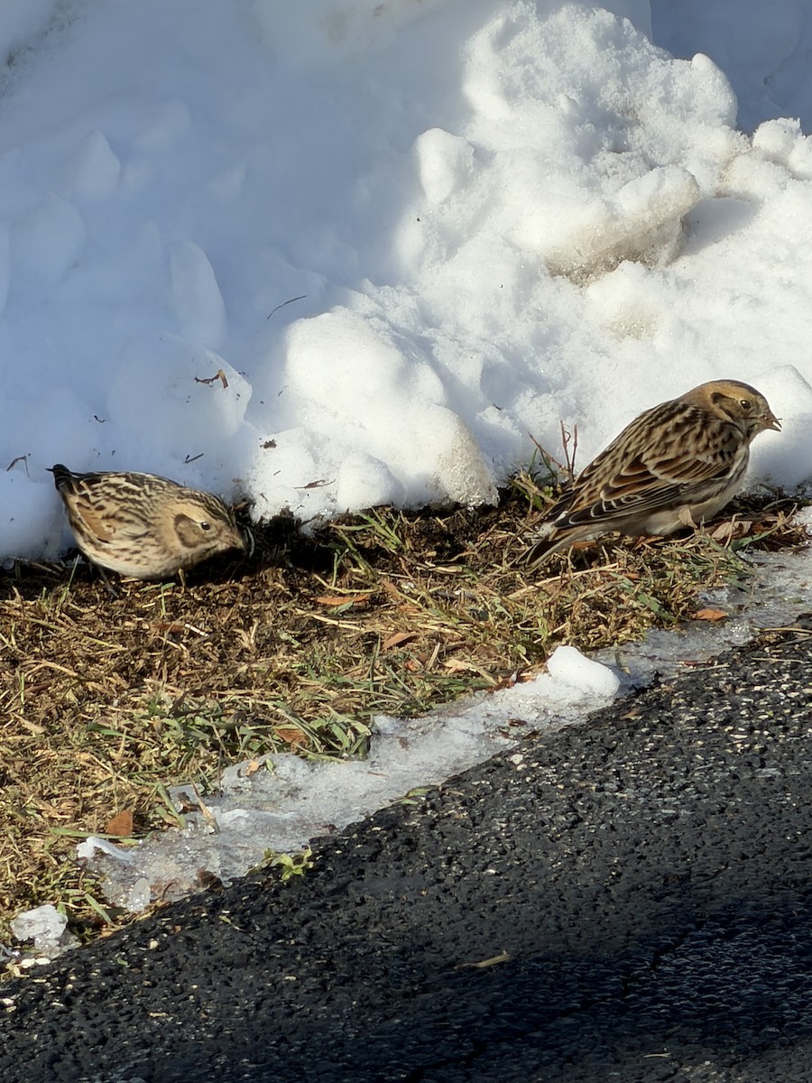 Lapland Longspur - ML646595468