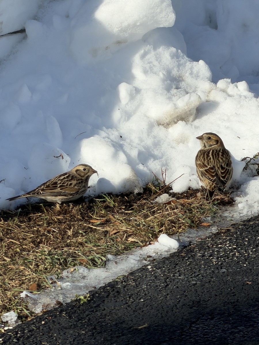 Lapland Longspur - ML646595469