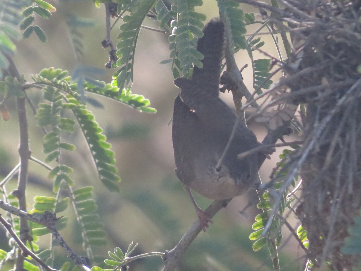 Northern House Wren - ML646595470