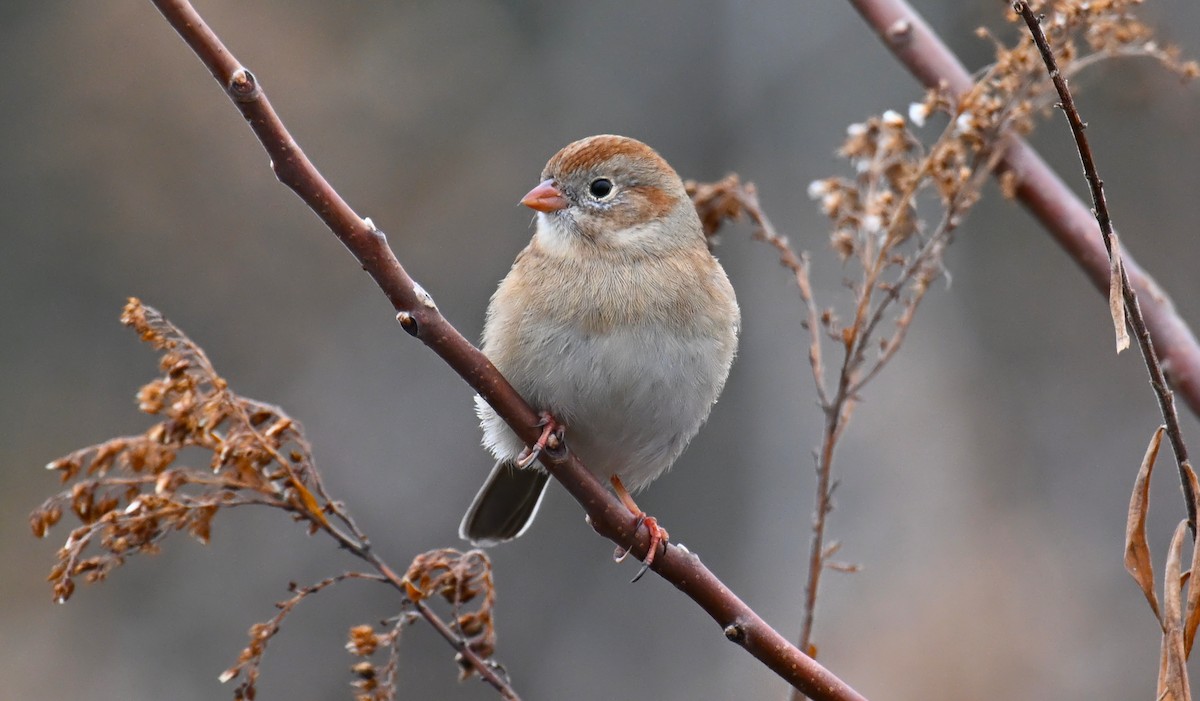 Field Sparrow - ML646595472