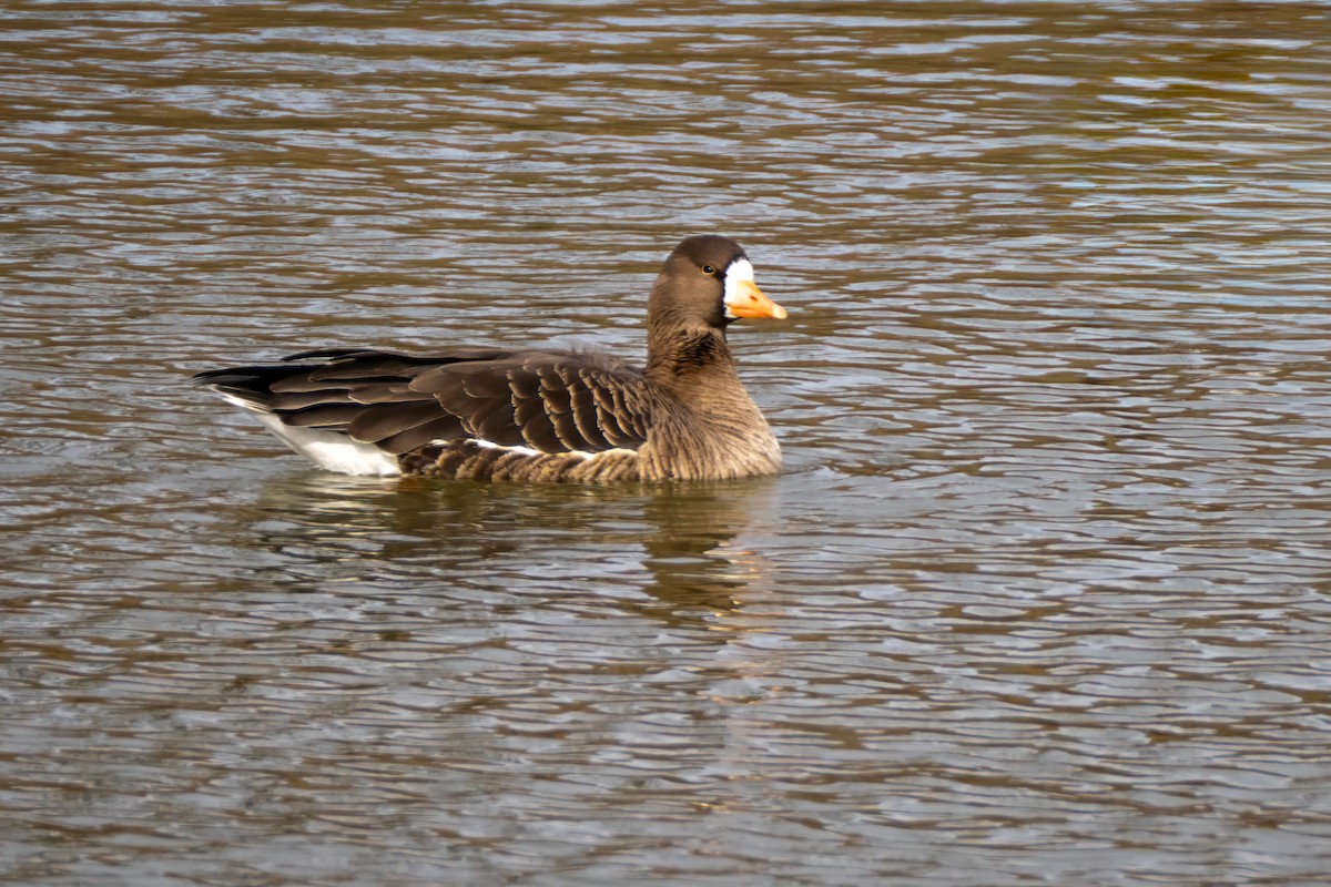 husa běločelá - ML646595474