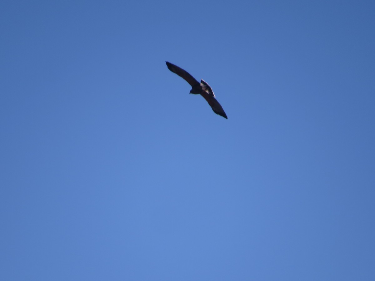 栗翅鷹 - ML646595483