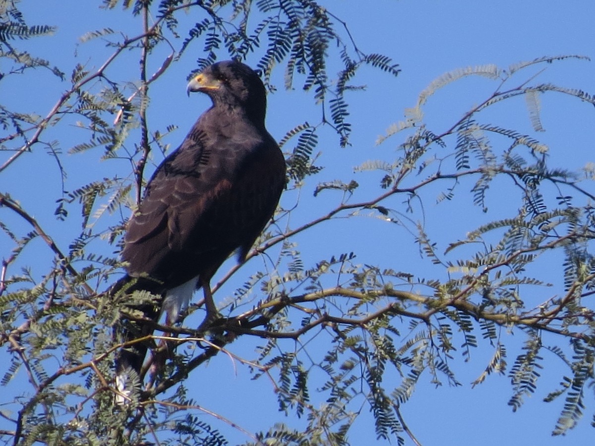 栗翅鷹 - ML646595484