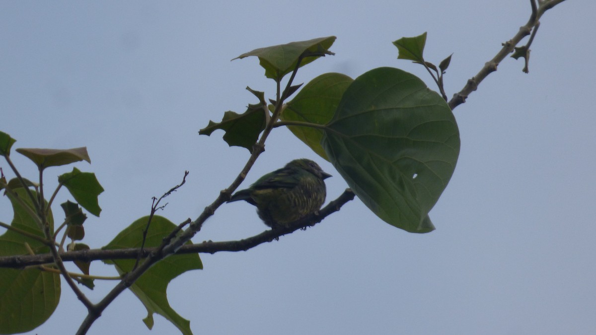 Swallow Tanager - ML646595490