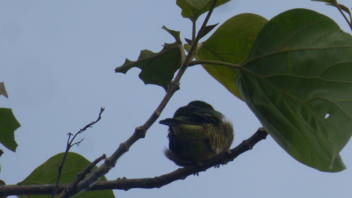 Swallow Tanager - ML646595491