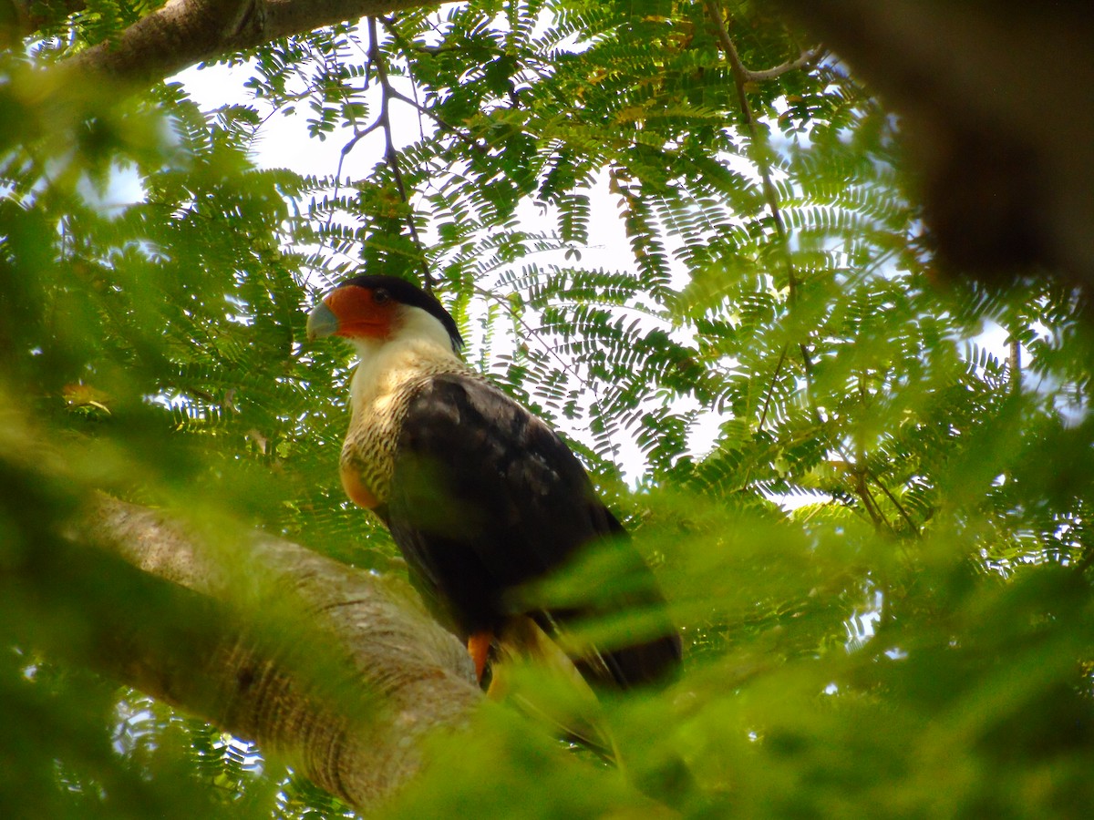 Crested Caracara - ML646595493