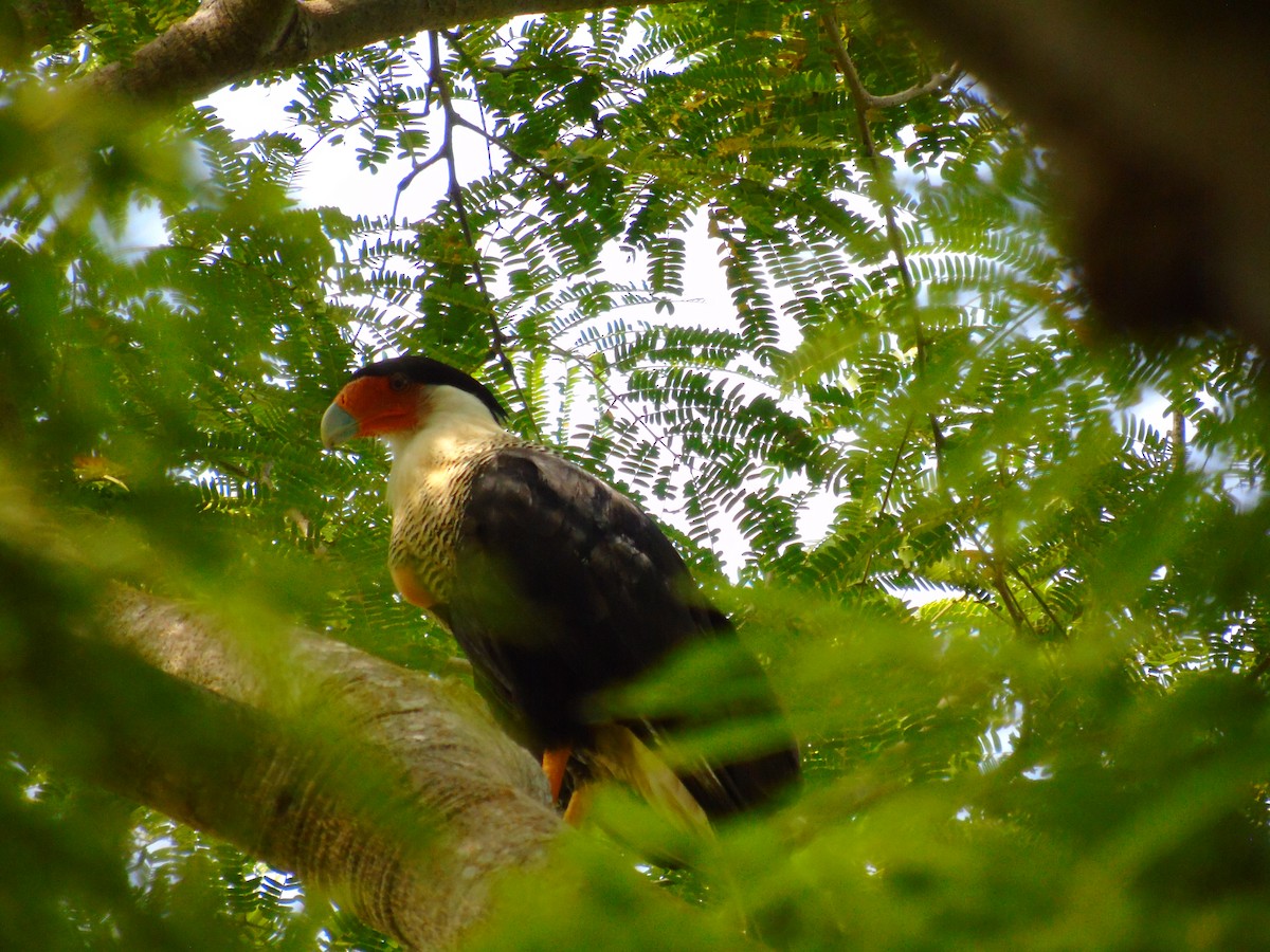 Crested Caracara - ML646595494