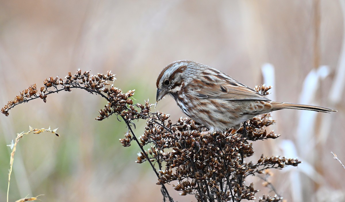 Song Sparrow (melodia/atlantica) - ML646595495