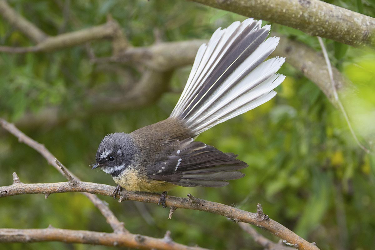 New Zealand Fantail - ML646595497
