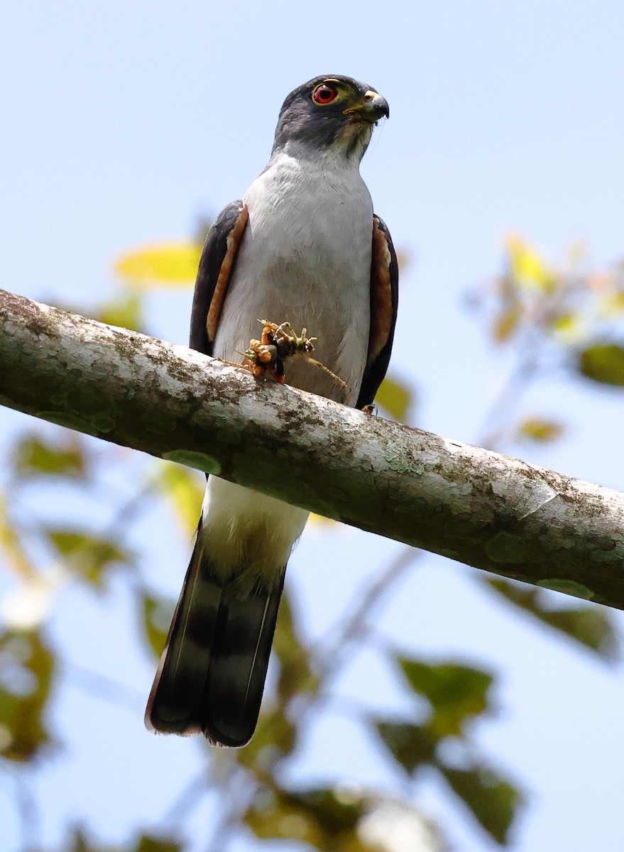 Rufous-thighed Kite - ML646595504