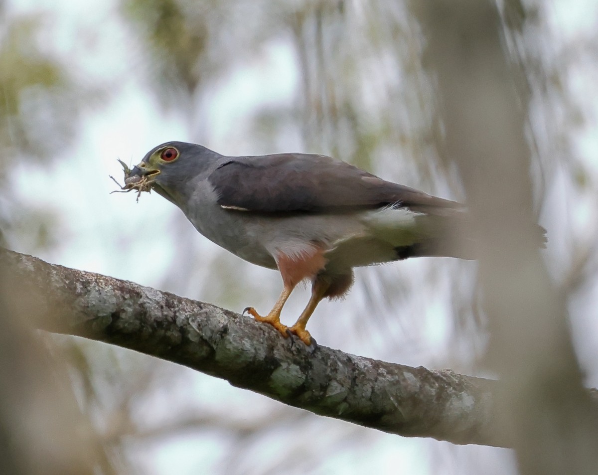 Rufous-thighed Kite - ML646595505